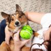 imageWHAT DO YOU MEME Paws ampamp Relax The Adorable TurtleShaped Pet Massager for Dogs ampamp Cats